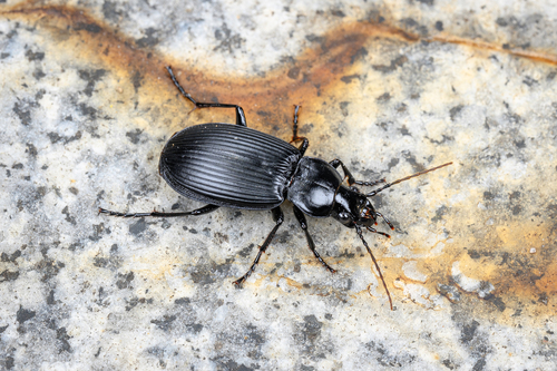 Diplocheila zeelandica