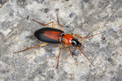 Dolichus halensis