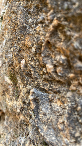 Solatopupa similis