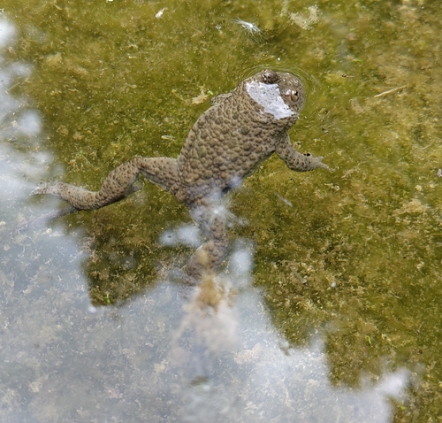 Gelbbauchunke