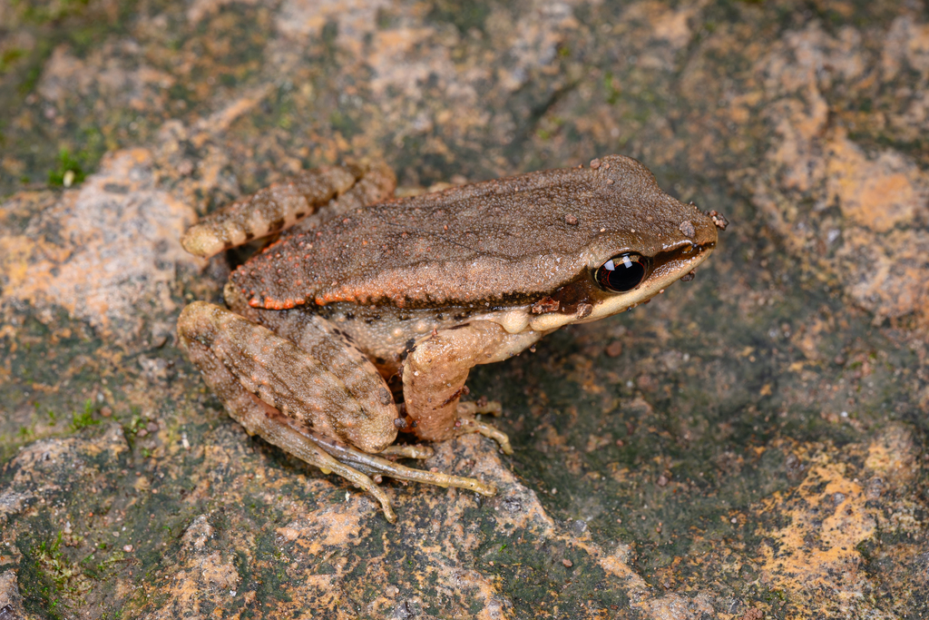 LaTouche's Frog