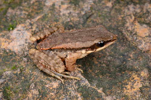 LaTouche's Frog