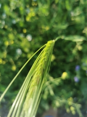 Hordeum spontaneum