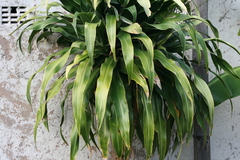 Dracaena aletriformis