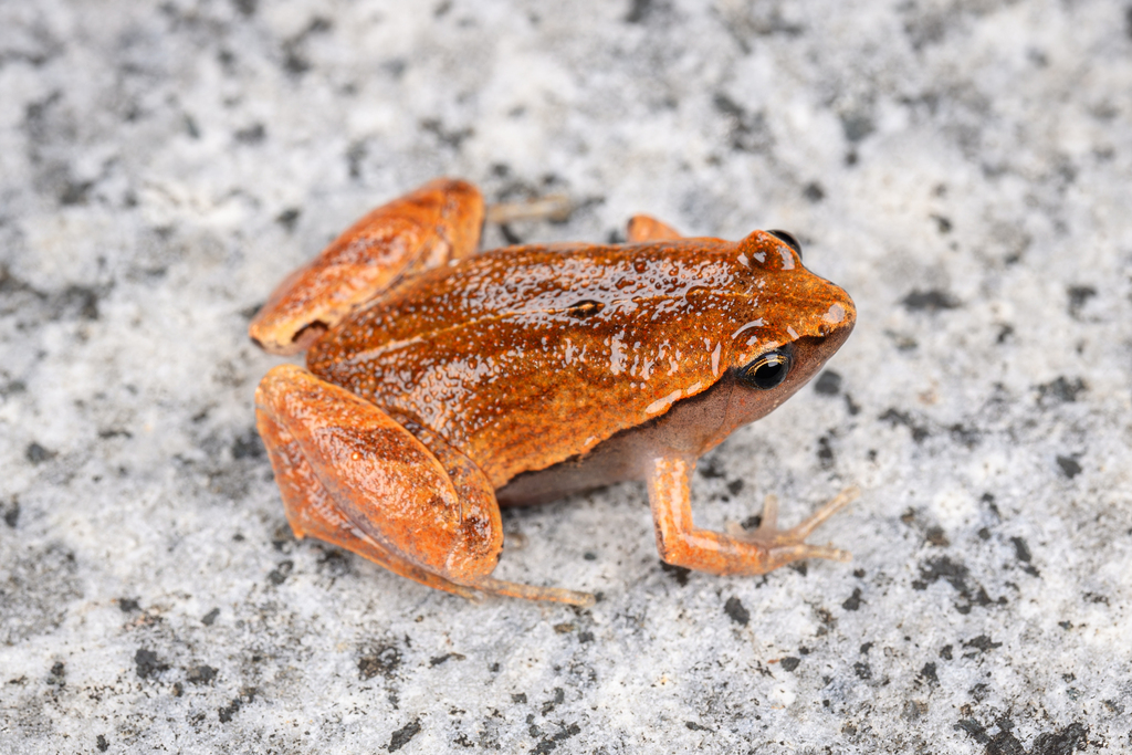 Dark Sided Chorus Frog