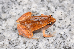 Dark Sided Chorus Frog photo 1