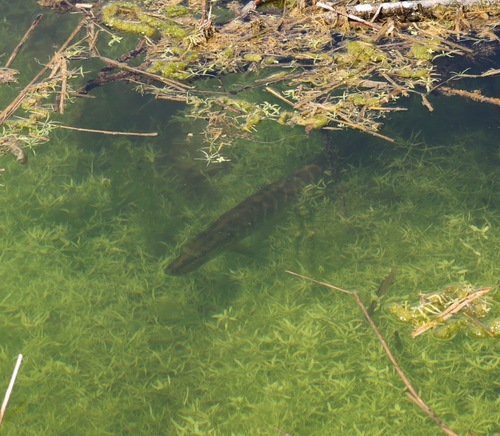 Esox lucius