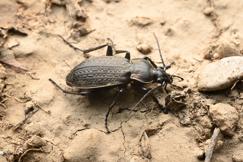 moorland ground beetle