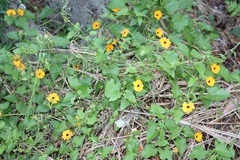 Thunbergia alata image