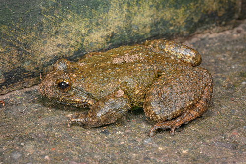 Giant Spiny Frog