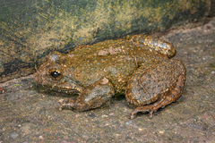 Chinese Edible Frog photo 3