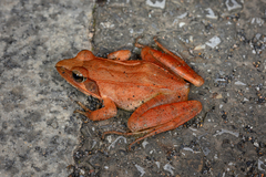 Zhenhai Brown Frog photo 2