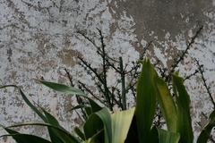 Dracaena aletriformis