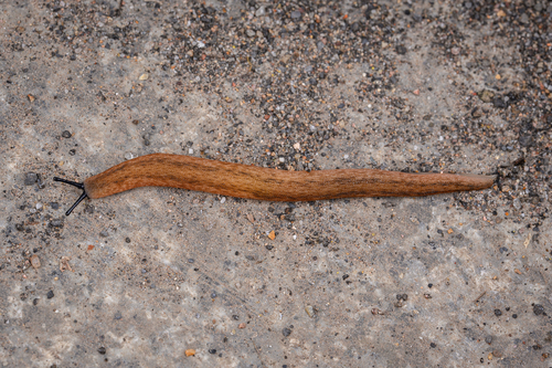 Rathouisia sinensis