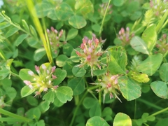 Trifolium spumosum