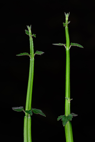 Schnabelia oligophylla