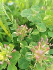 Trifolium spumosum