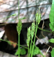 Carex leptalea