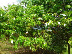 Mussaenda pubescens