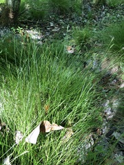 Carex leptalea