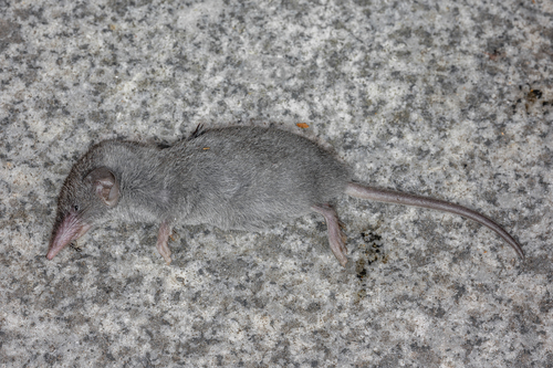 Asian House Shrew, photo 5 of 10