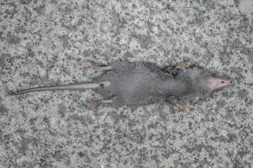 Asian House Shrew, photo 6 of 10