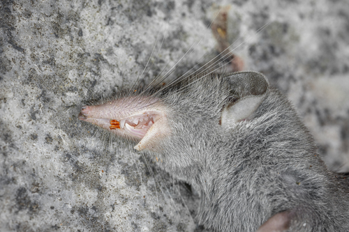 Asian House Shrew, photo 7 of 10