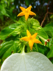 Mussaenda pubescens