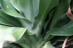 Dracaena aletriformis