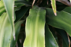 Dracaena aletriformis