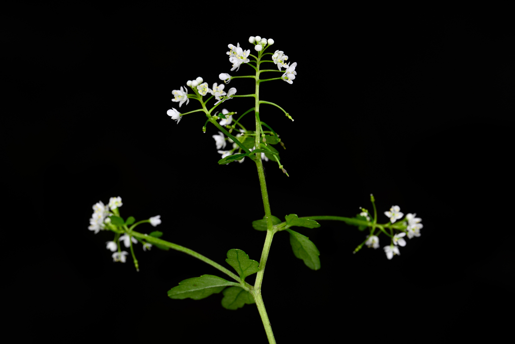 Yinshania fumarioides