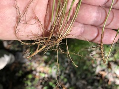 Carex leptalea