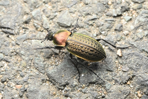 Carabus tuberculosus
