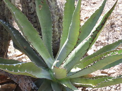 Agave quiotepecensis