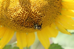 Bombus impatiens image