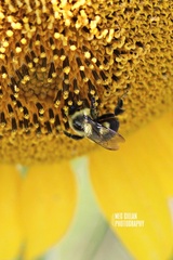 Bombus impatiens image