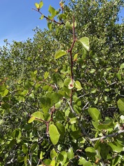 Prunus fremontii