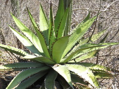 Agave quiotepecensis