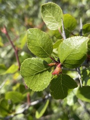 Prunus fremontii
