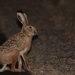 Granada Hare - Photo (c) naturpel, some rights reserved (CC BY-NC), uploaded by naturpel