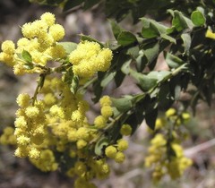 Acacia vestita