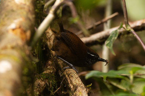 Munchique Wood Wren (Henicorhina negreti), photo 2
