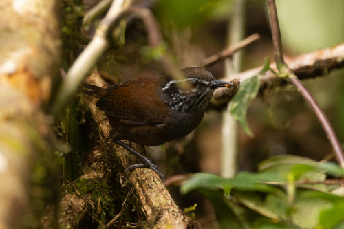 Munchique Wood Wren (Henicorhina negreti), photo 8