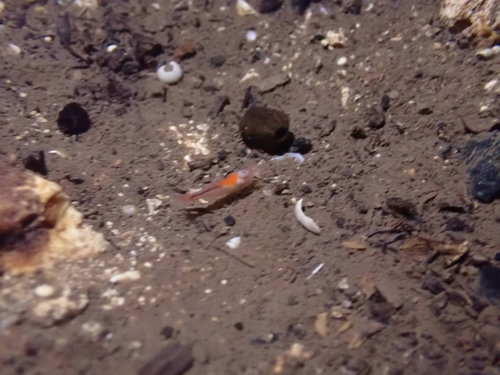 Antecaridina lauensis observed 2026-02-15