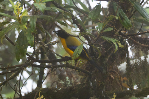 Black-chinned Mountain Tanager (Anisognathus notabilis)