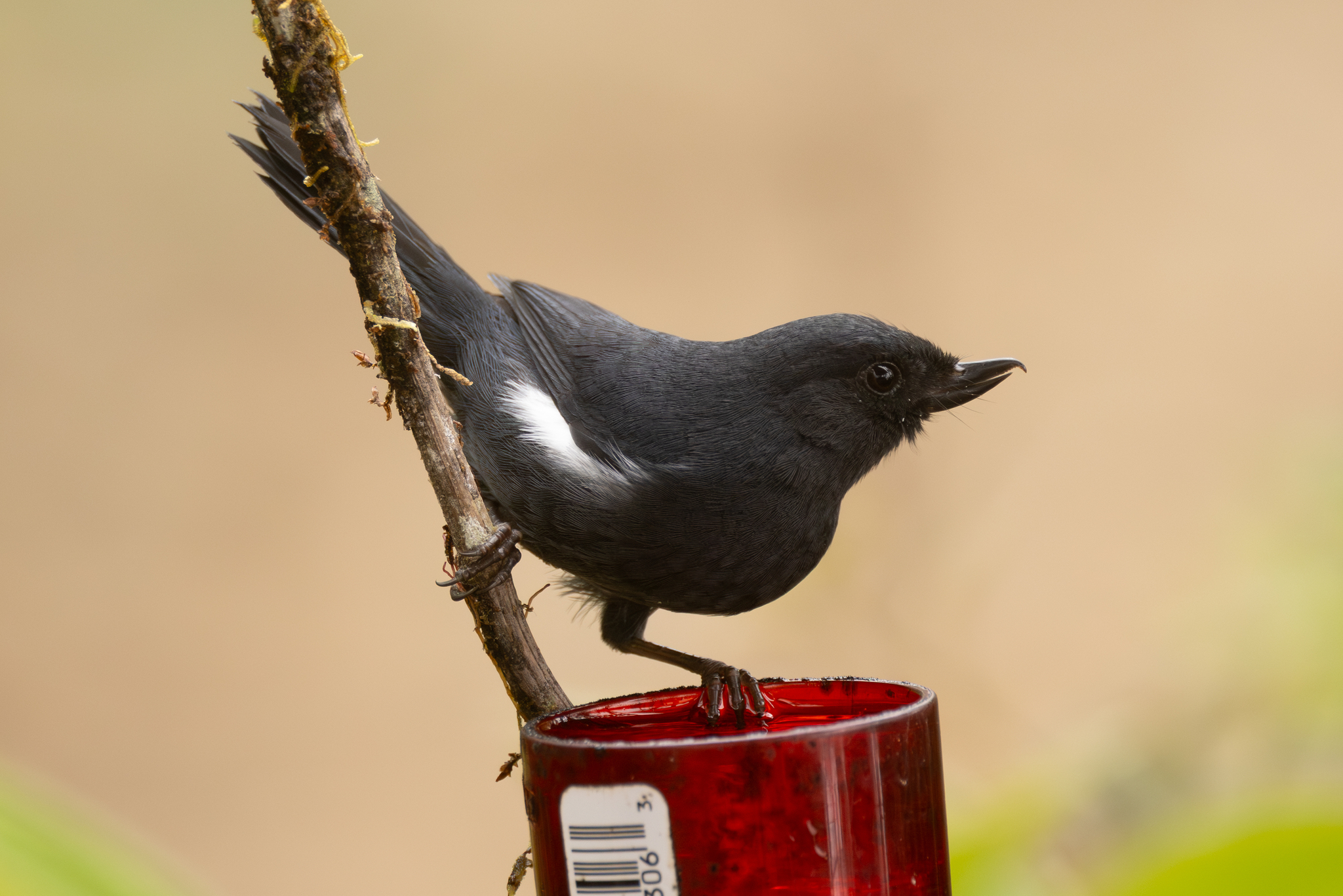 White-sided Flowerpiercer (Diglossa albilatera), photo 3