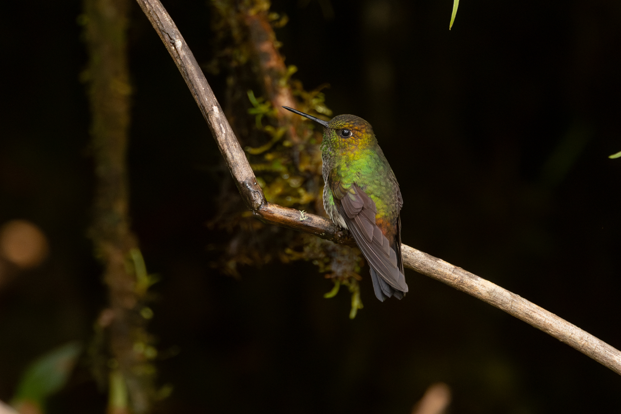 Greenish Puffleg (Haplophaedia aureliae), photo 3