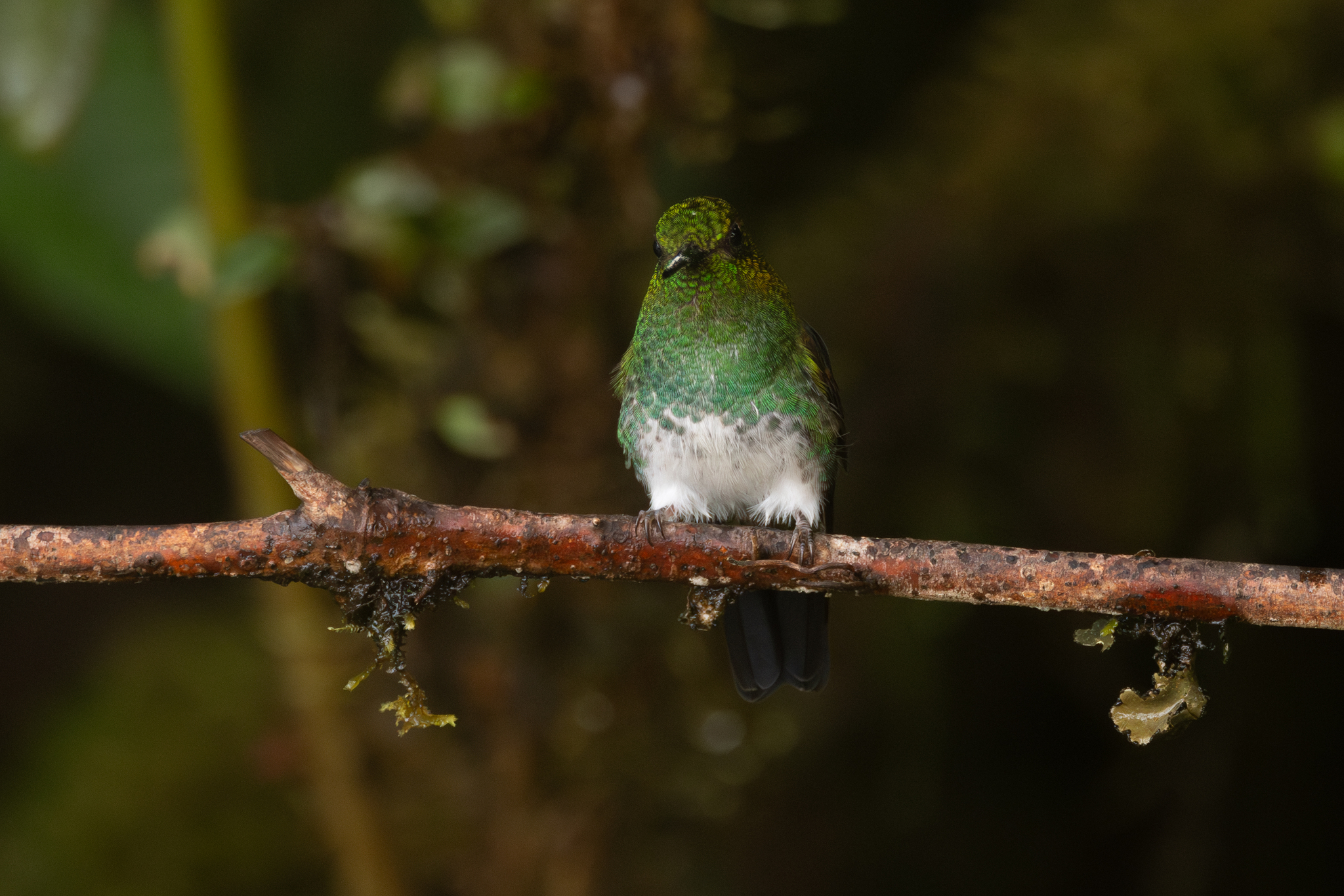 Greenish Puffleg (Haplophaedia aureliae), photo 2