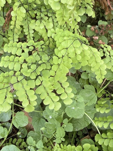 Adiantum venustum observed 2026-05-03