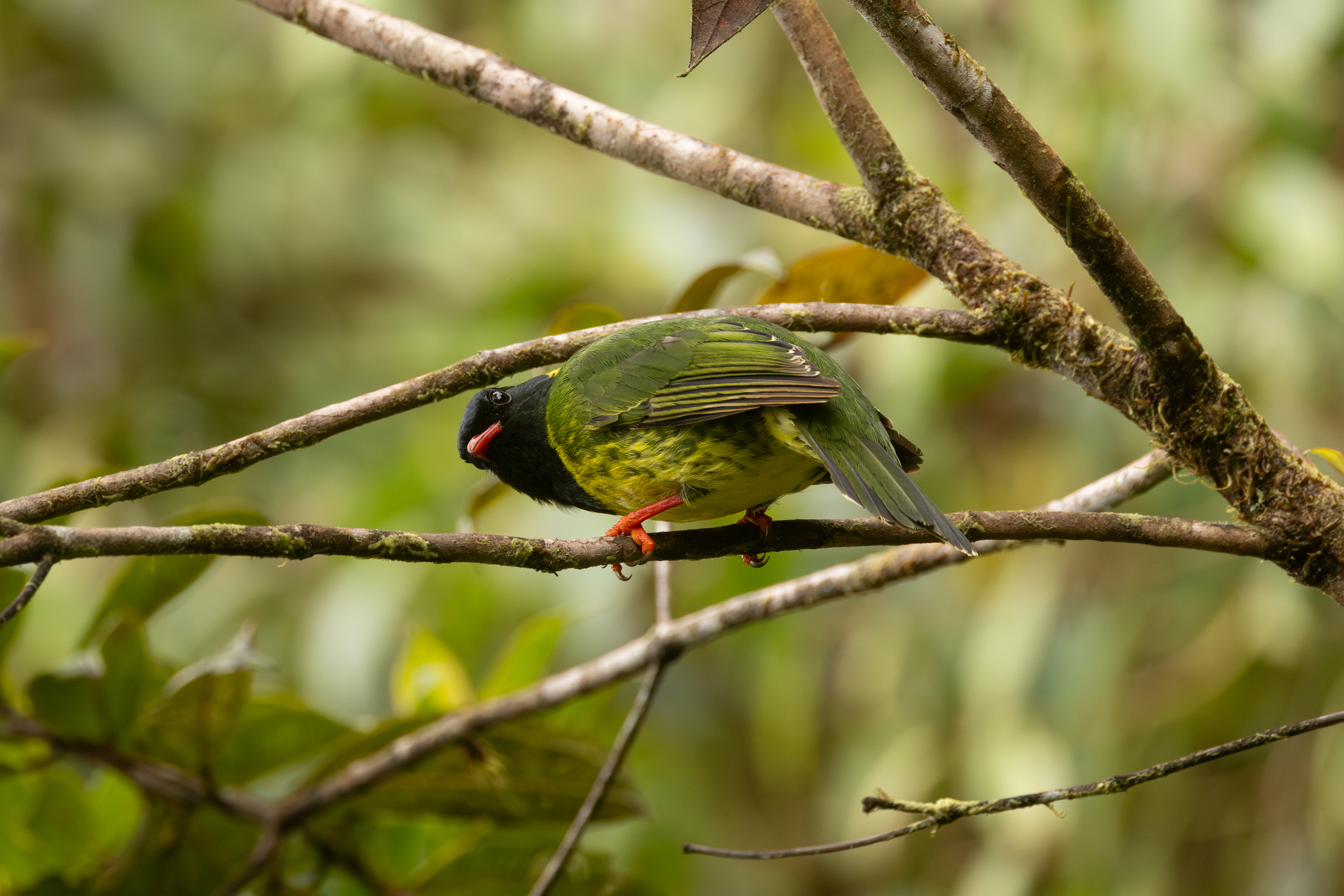 Green-and-black Fruiteater (Pipreola riefferii), photo 9